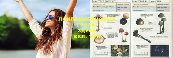 спайс Баксан